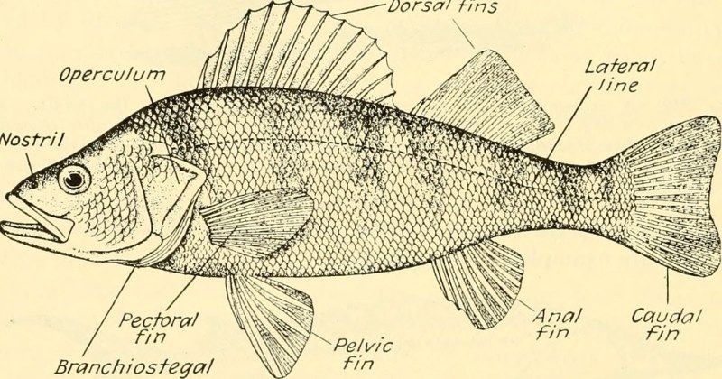 Class Osteichthyes Characteristics