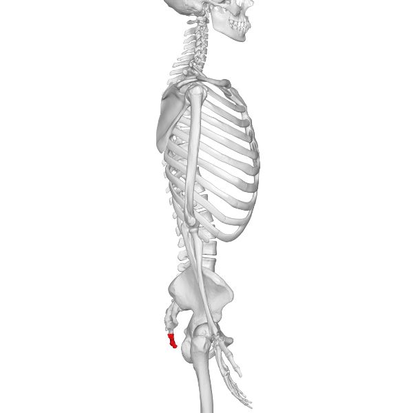 Vestigial Structures In Humans