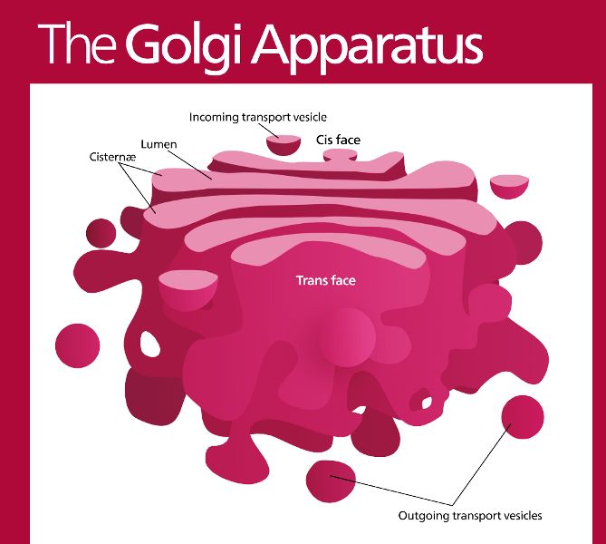 labelled diagram of golgi apparatus