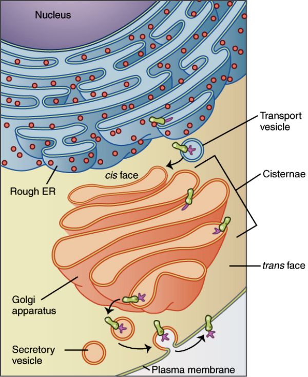 crough endoplasmic reticulum aribosome bnucleus dnuclear pore