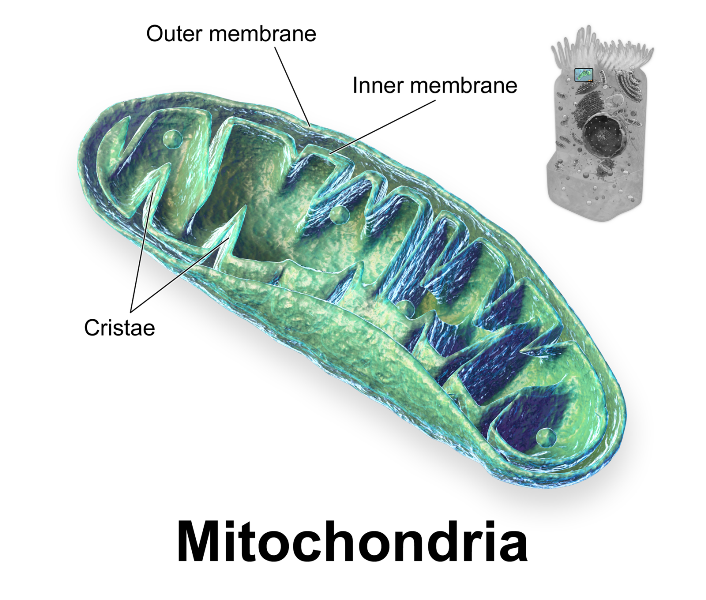 mitochondria-structure-functions-and-diagram-studiousguy