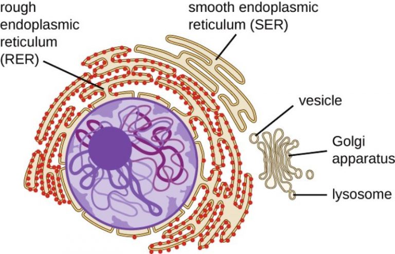 Smooth Endoplasmic Reticulum Structure Functions And Diagram StudiousGuy