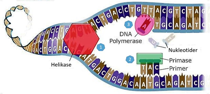 DNA Replication Enzymes of Prokaryotes and Their Roles – StudiousGuy