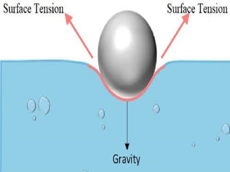 10 Surface Tension Examples in Daily Life StudiousGuy