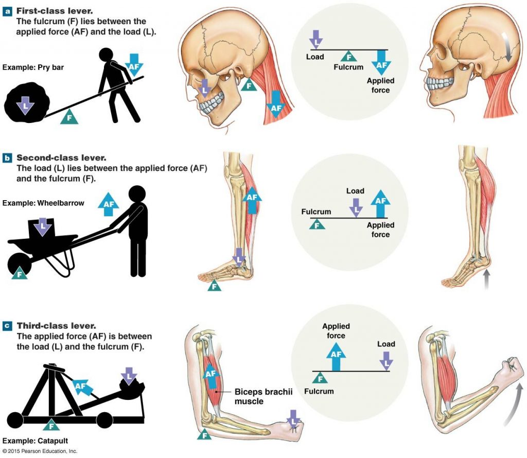 10-lever-simple-machines-examples-in-everyday-life-studiousguy