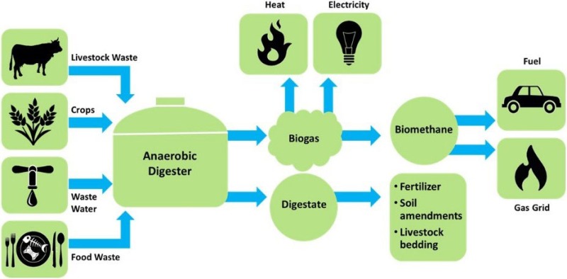 examples of biotechnology in food