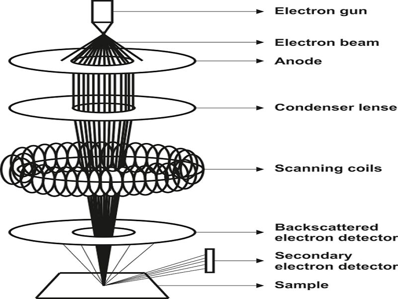 Sem Micrograph Of Standard Gold Nanoparticles Source Cytodiagnostic