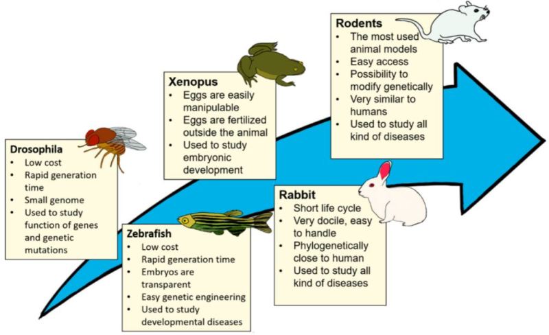 Which Type Of Cells Are Used By Multicellular Organisms To Regenerate