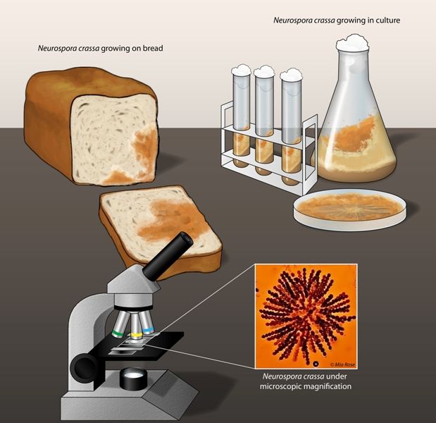 Life Cycle Of Bread Mold Neurospora Crassa