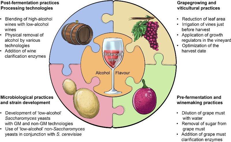 Антитела к saccharomyces cerevisiae. Alcohol fermentation. Жизненный цикл Saccharomyces cerevisiae. Malolactic fermentation. Yeast fermentation.