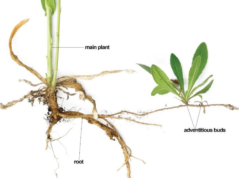 Vegetative Propagation by Roots Examples StudiousGuy