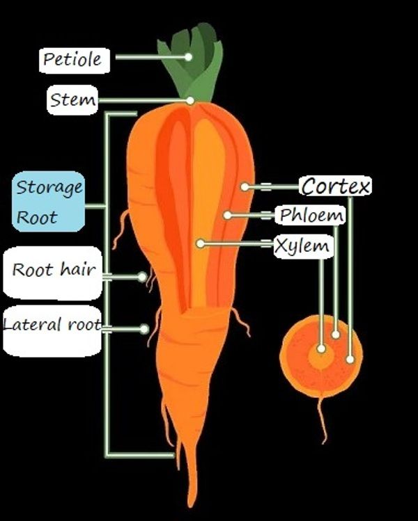 underground-stem