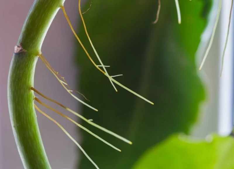 aerial roots ivy