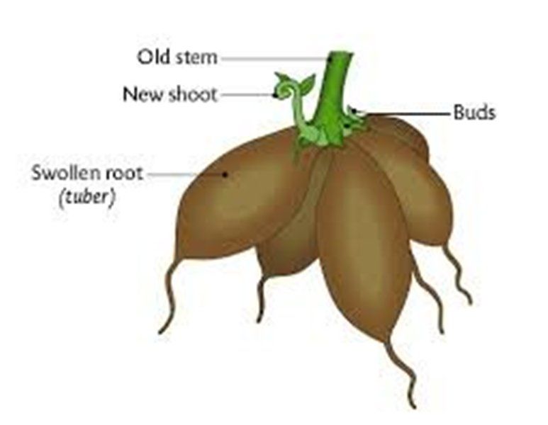 vegetative propagation potato