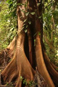 Modified roots examples – StudiousGuy