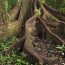 Buttress roots examples