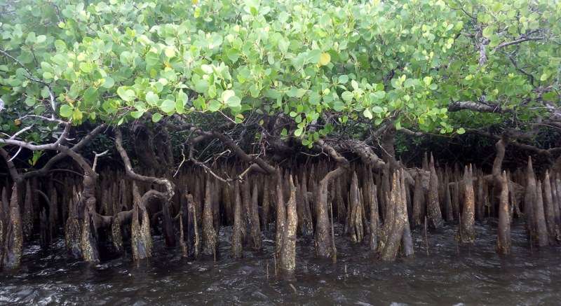 breathing roots examples