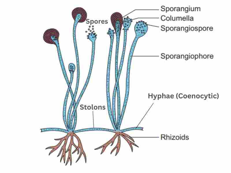 Labeled Rhizopus Diagram At David Dodd Blog