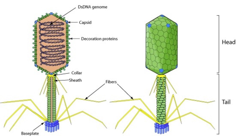 11 Bacteriophage Examples – StudiousGuy