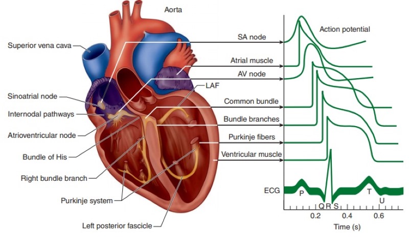 17 Action Potential Examples – StudiousGuy